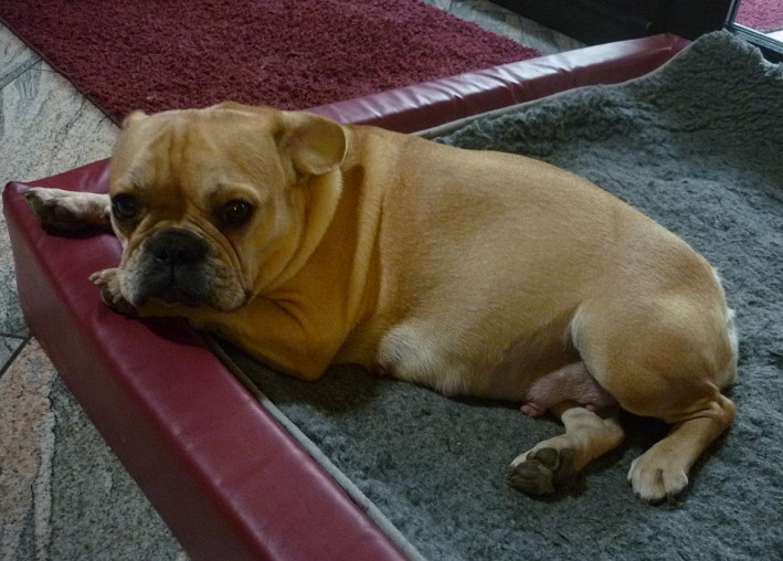 Amy ein paar Tage vor der Geburt